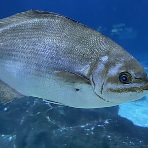 can someone id this fish