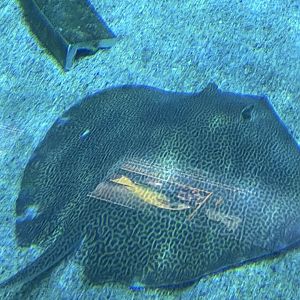 can someone id this ray