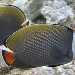 red tail butterflyfish