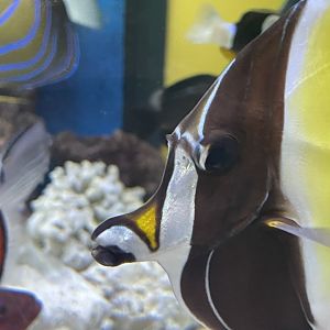 moorish idol