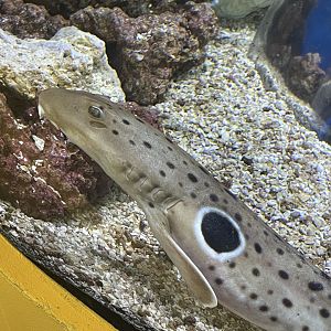 can anyone id this shark