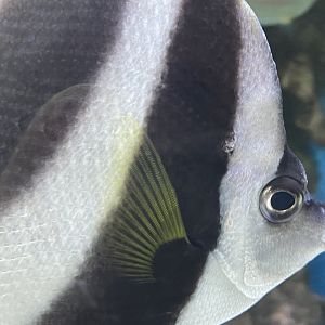 pennant coralfish