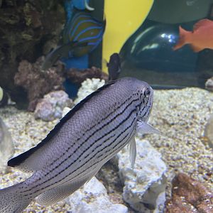 can anyone id this fish