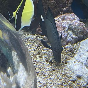 can anyone id this fish