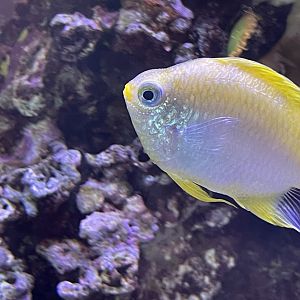 can anyone id this fish