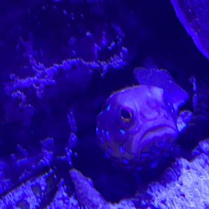 can anyone id this fish