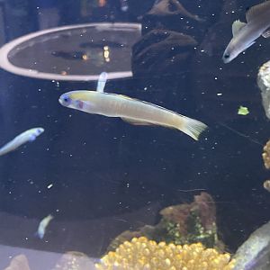 can anyone id this fish