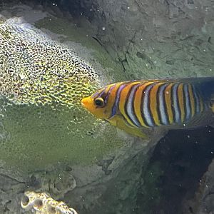 can anyone id this fish