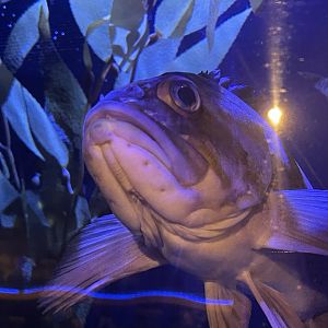 can anyone id this fish