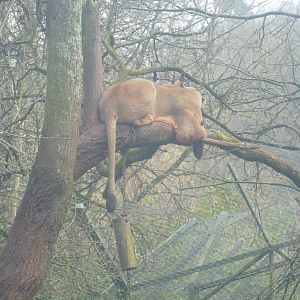 Asiatic lioness, December 2020
