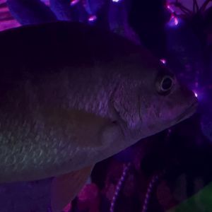 Can anybody ID this fish