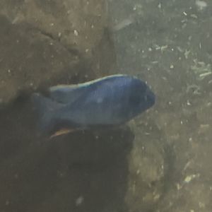 Can anybody ID this fish