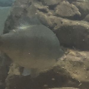 Can anybody ID this fish