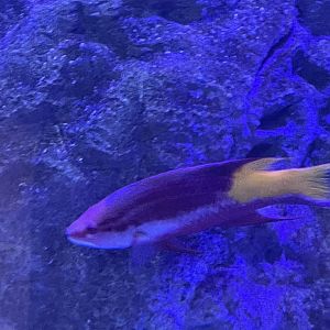 Can anybody ID this fish