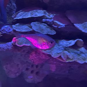 Can anybody ID this fish