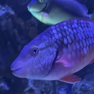 Can anybody ID this fish