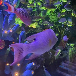 Can anybody ID this fish