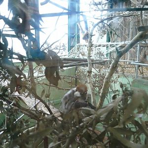 Cherry-crowned Mangabey, December 2020