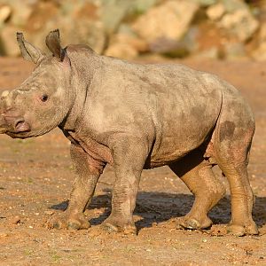 Tayo out in the paddock