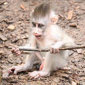 Merlin Baby Mandrill born 31st October 2020