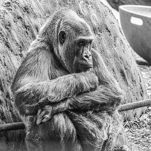 RIP Josephine the 49 year-old female Western Lowland Gorilla