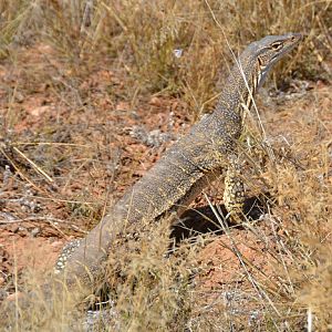 Goanna.    Sand?