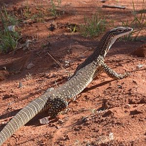 Goanna.  Sand?