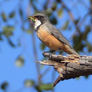 Rufous whistler.