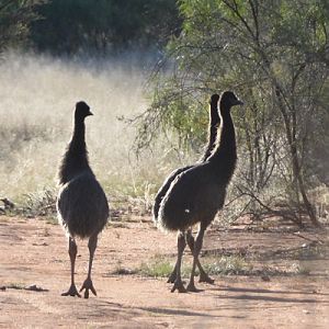 Emu chicks.