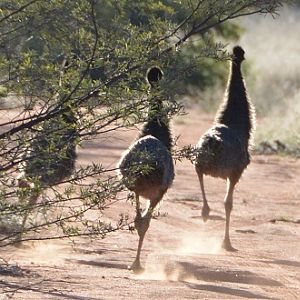 Emu chicks running.