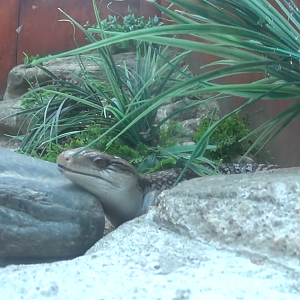 Eastern Blue Tongue Skink 2020
