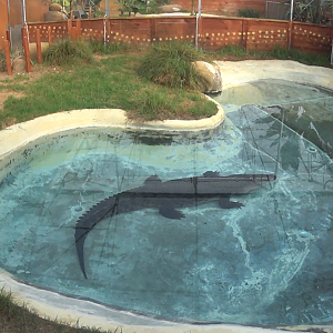 Female Saltwater/Estuarine Crocodile Goldie