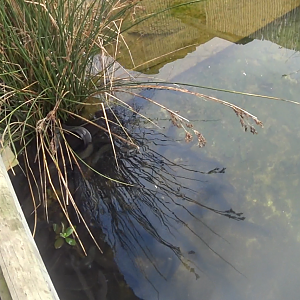 Short-Fin Eel's at Butterfly Creek