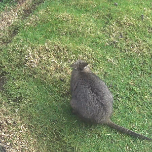 Tammar Wallaby