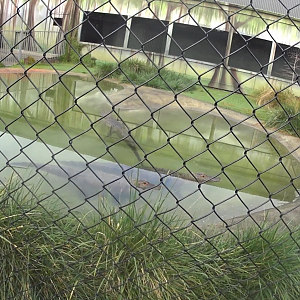 American Alligator Enclosure