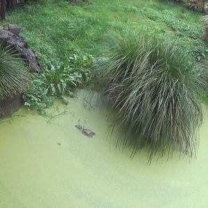 American Alligator submerged in water