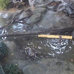 Asian Small-Clawed Otter enrichment