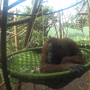 Female Bornean Orangutans