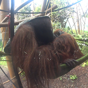 Male Bornean Orangutan, Charlie