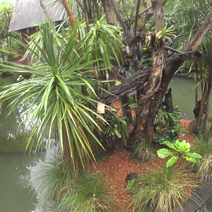 Emperor Tamarin+Pygmy Marmoset enclosure