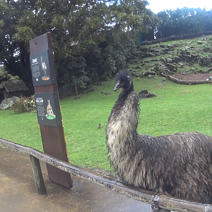 Emu in the Aussie Walkabout