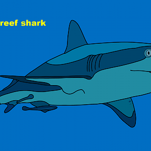 Caribbean reef shark (Carcharhinus perezi)
