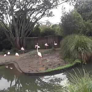 Greater Flamingo Enclosure