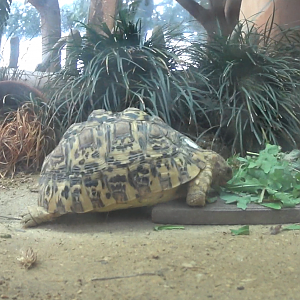 Leopard Tortoise