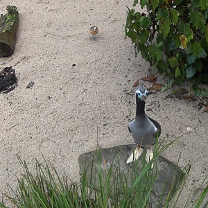 Spotted Shag+NZ Dotterel