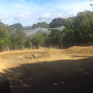 Southern White Rhinoceros night paddock