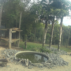 Sumatran Tiger 2nd Enclosuure