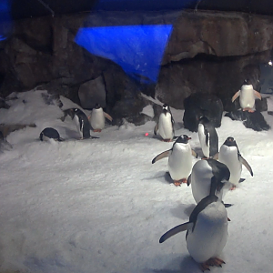 Gentoo Penguins