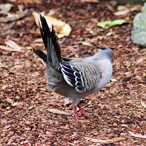 Crested Pigeon (Ocyphaps lophotes)