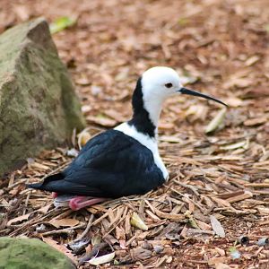 Pied Stilt on Nest